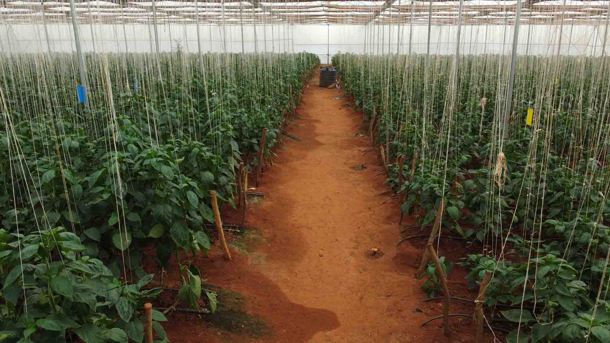 chithravathi organic village farming community