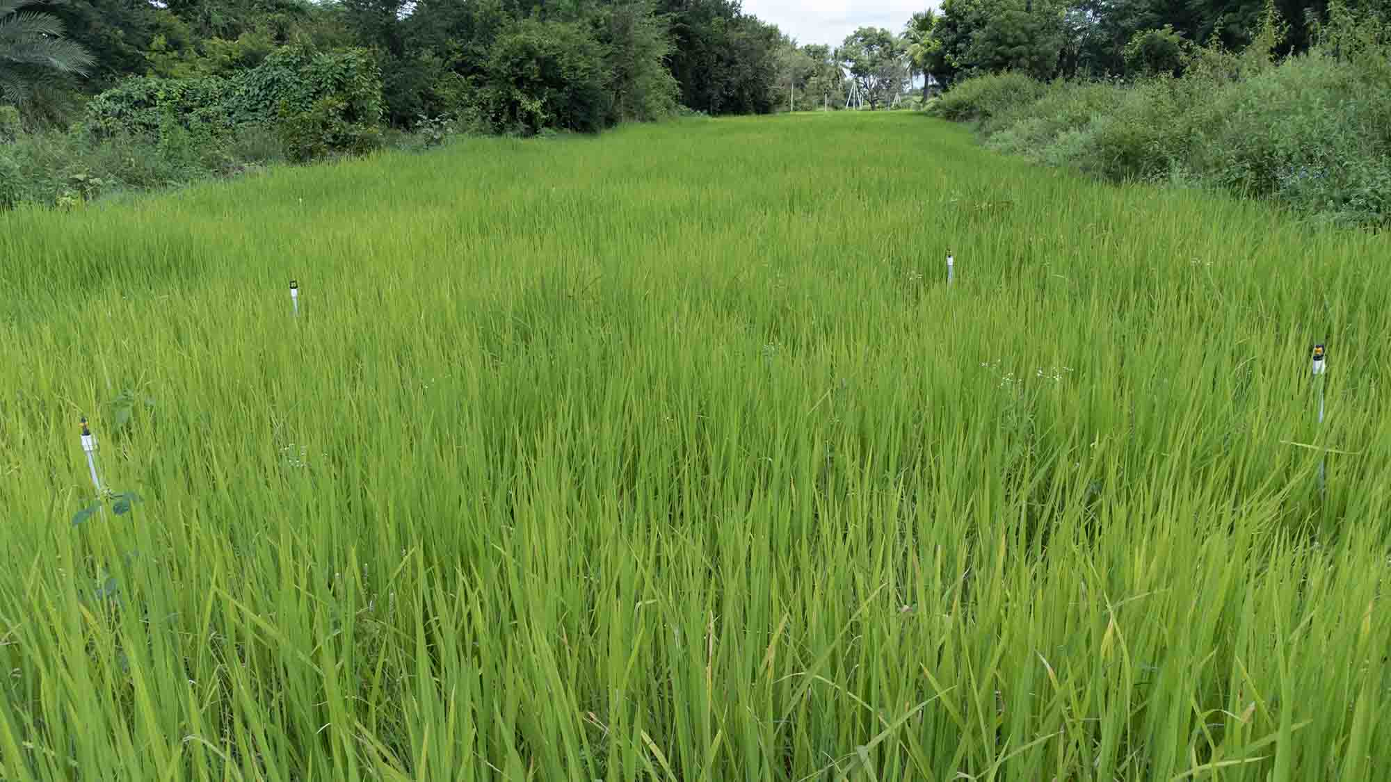 chithravathi organic village farming community